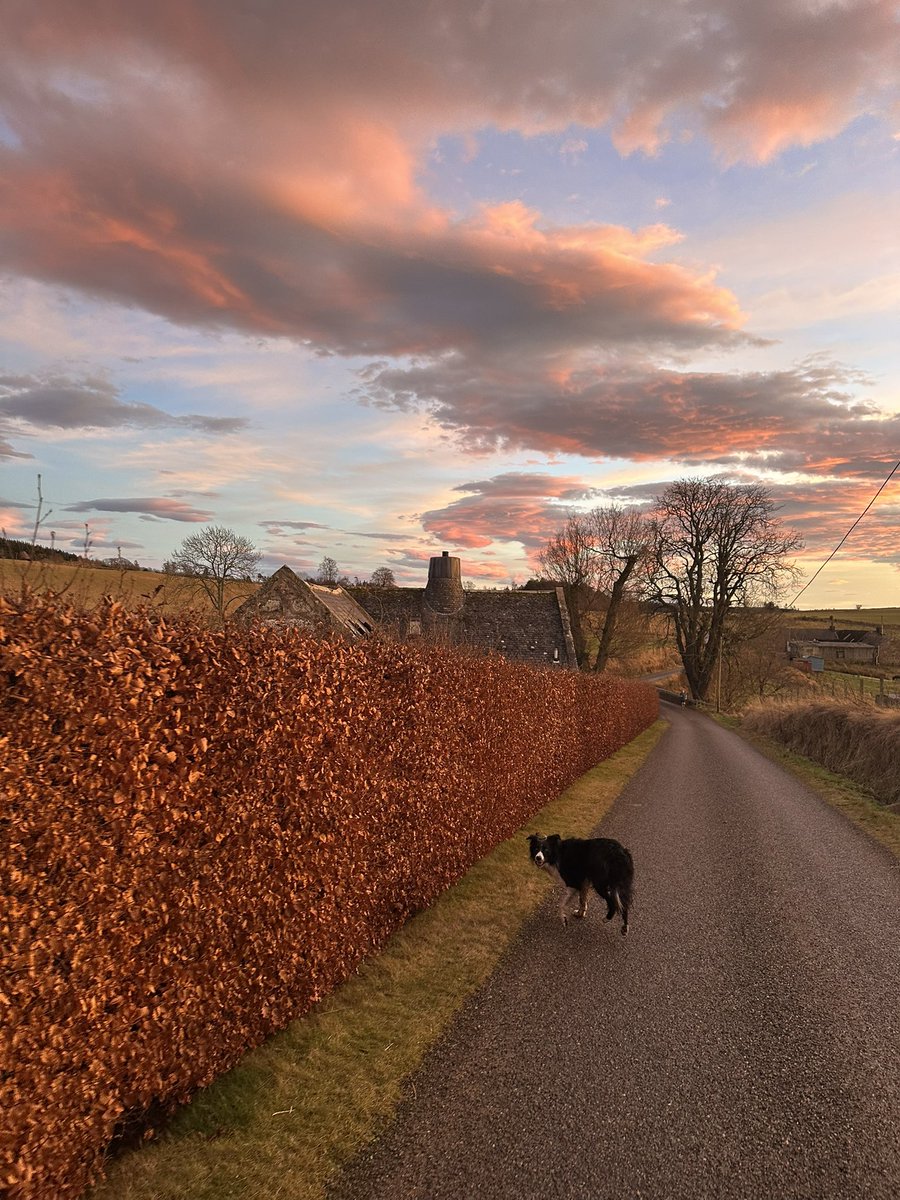 emilymmichell's tweet photo. Happy dogs = happy home 🥰 
#lovewhereyoulive #collieJack https://t.co/vujgDn4Yu2
