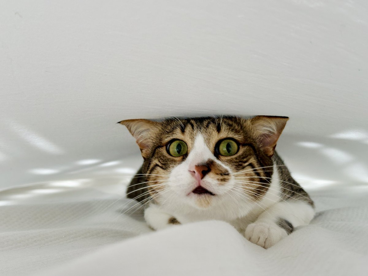 Сэр Кот решил, что теперь он Сэр Крот, залез под туго натянутую простынь и развлекается