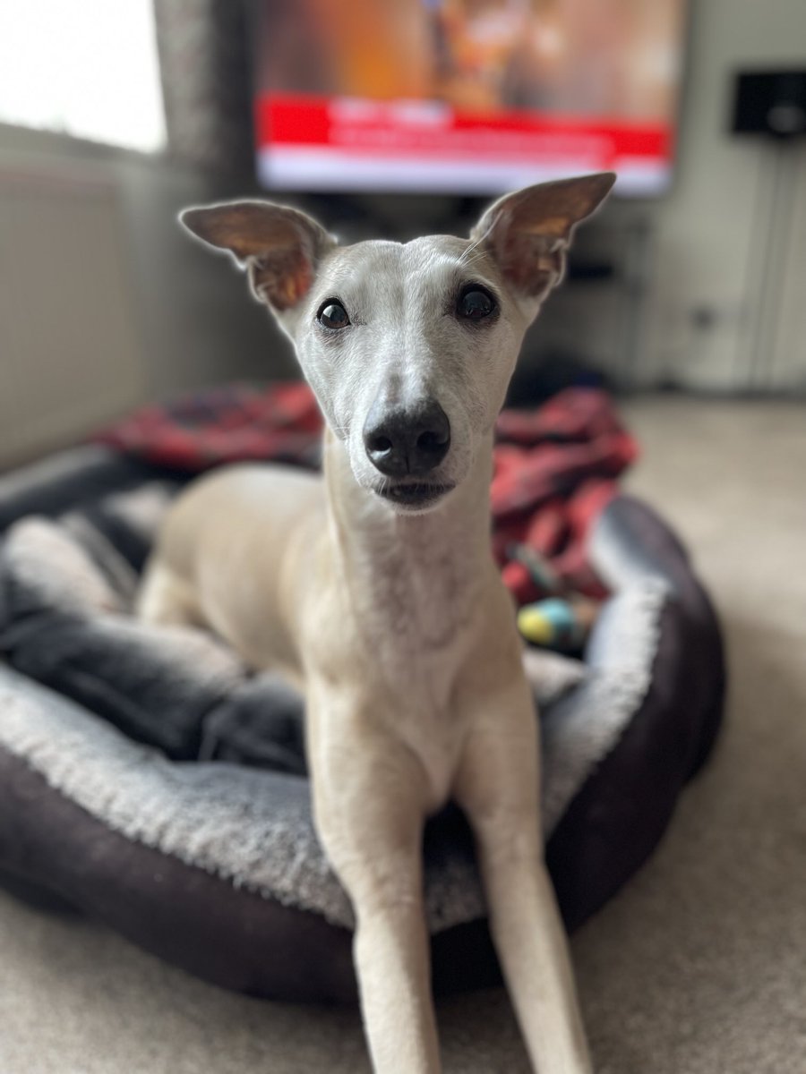 Happy Christmas! #whippets #dogsoftwitter