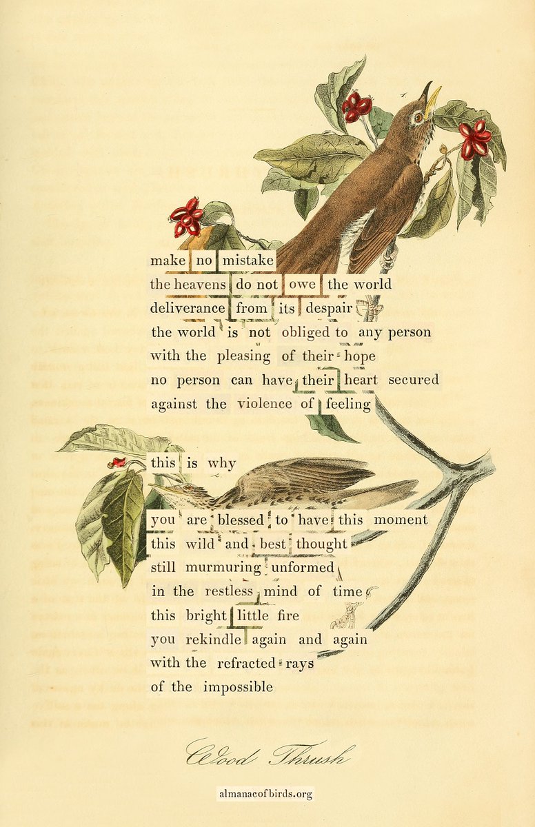 themarginalian's tweet image. I spent Christmas morning making this bird divination, which came to me in the night after reading Audubon's most lyrical essay in Birds of America — his pages on the Wood Thrush. (I have written about my process and the story behind this improbable project at…