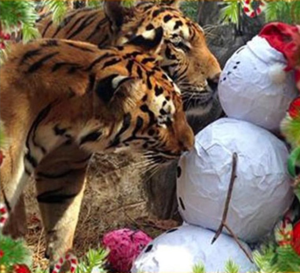 ForTigersOrg's tweet image. ❄️☃️Merry Christmas and happy holidays!  We wish you, your family and your friends the very best in all that you may celebrate! ☃️❄️

#HappyHolidays #MerryChristmas #HappyHannukah