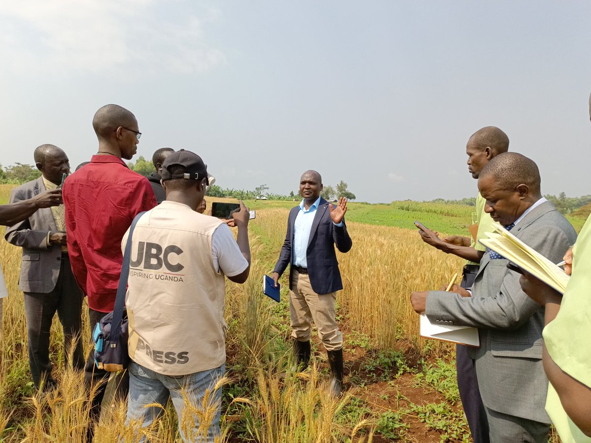 Talking Wheat🌾 for Uganda
