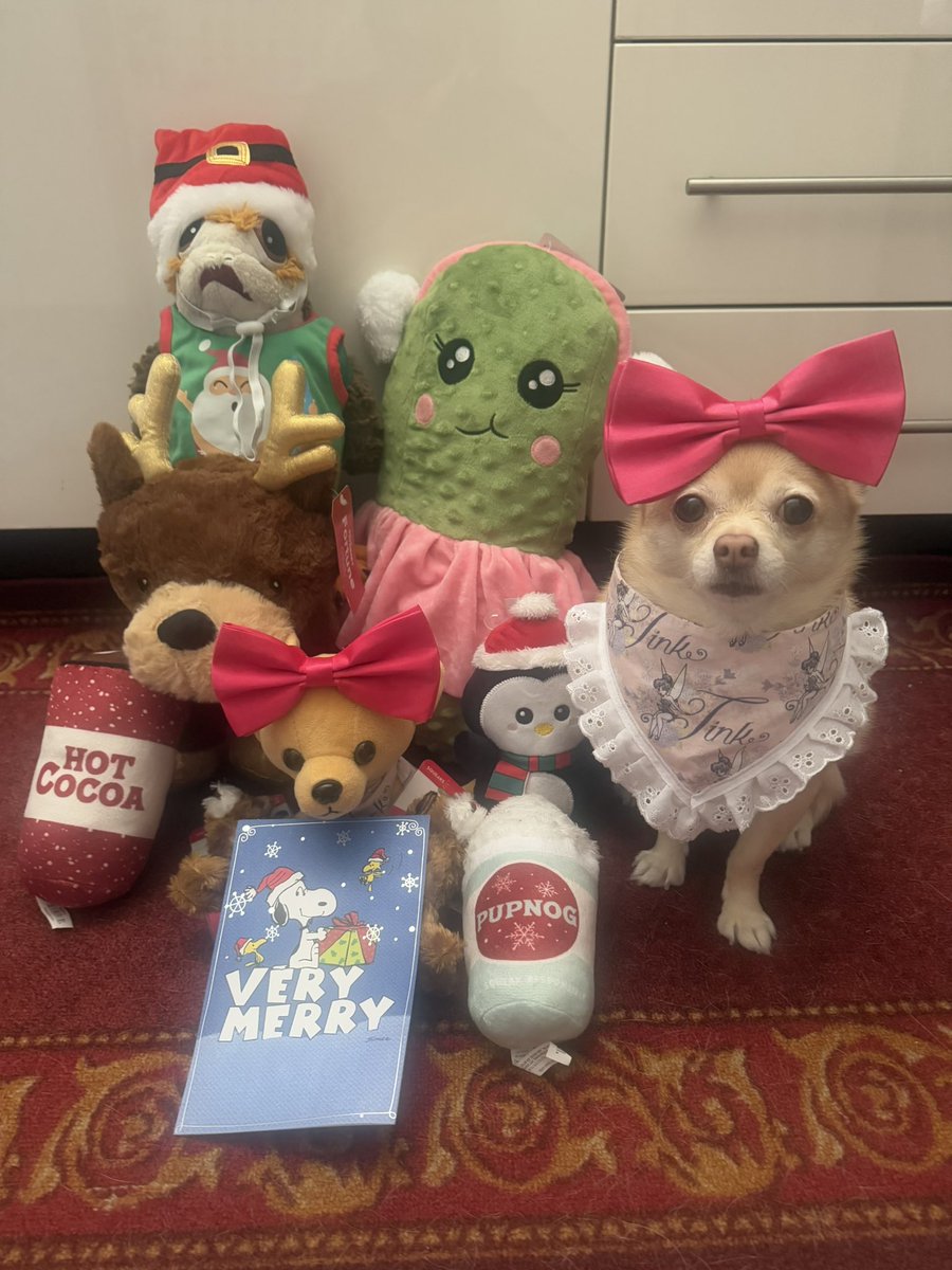 Mini_Tink_'s tweet image. Thank you for these Mini sized toys @chicathechih they are perfect for me 🐾

#dogsoftwitter #plushiesoftwitter #tatertotsquad #minitink