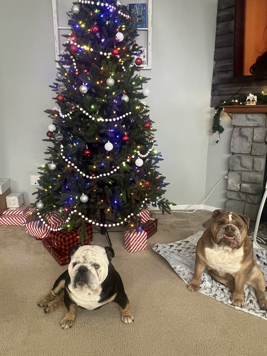 kadondom's tweet photo. @JaredRubadoBP Merry Christmas from Tank and Capone Lawson🎄 https://t.co/oCn8uEnm12