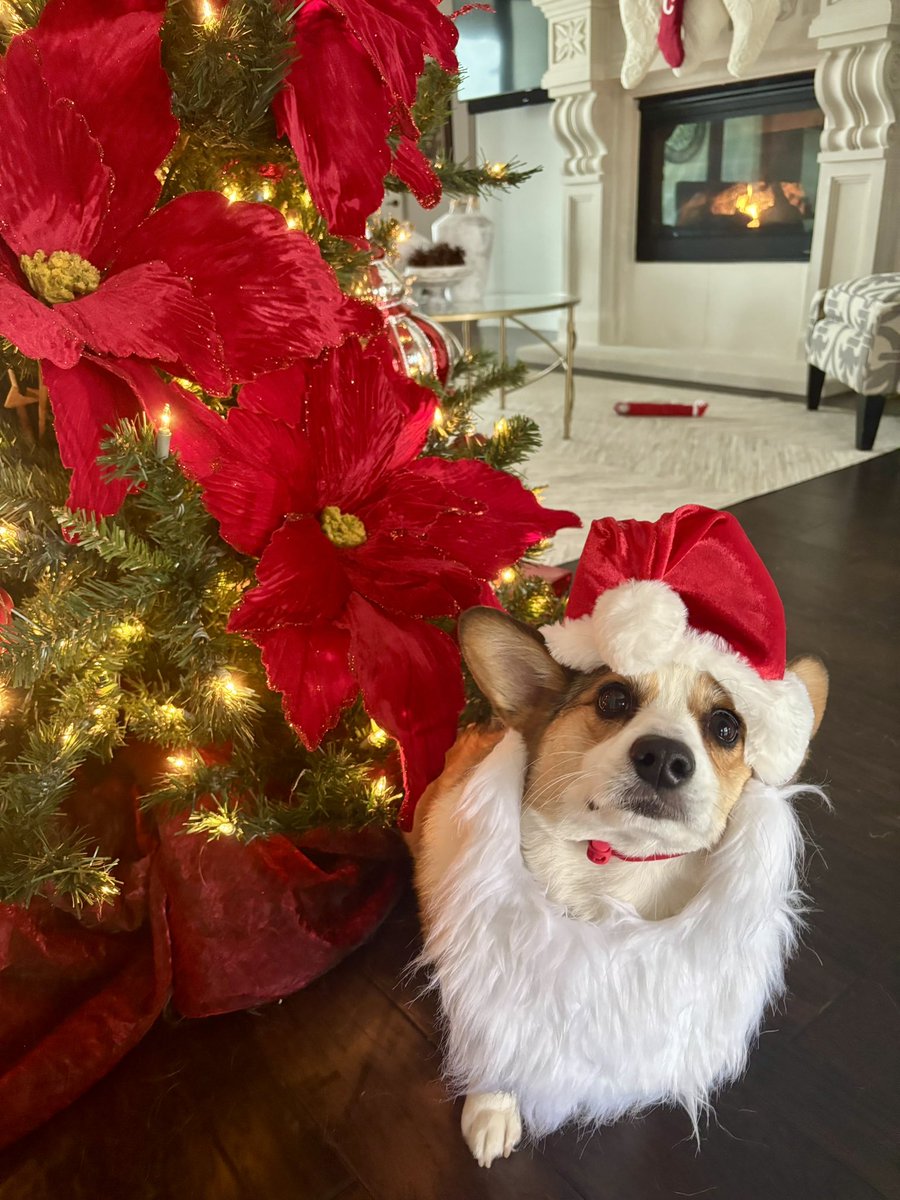 LBostwickWX's tweet image. #MerryChristmas 

Chip and I hope your day is filled with joy and happiness❤️🎅🏼🐾

#SantaPaws #dfw