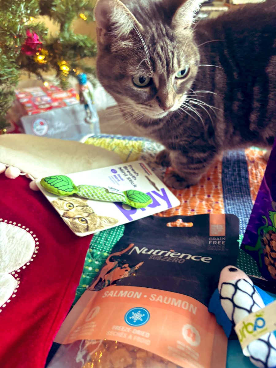 🌟🎄MERRY CHRISTMAS🎄🌟
I am so happy because Santa brought me the new minty stick I asked for! Plus lots of other toys and treats! I hope he had enough to go around for all the other good girls and boys!😸💕 Have a wonderful day everyone! 😻🌟