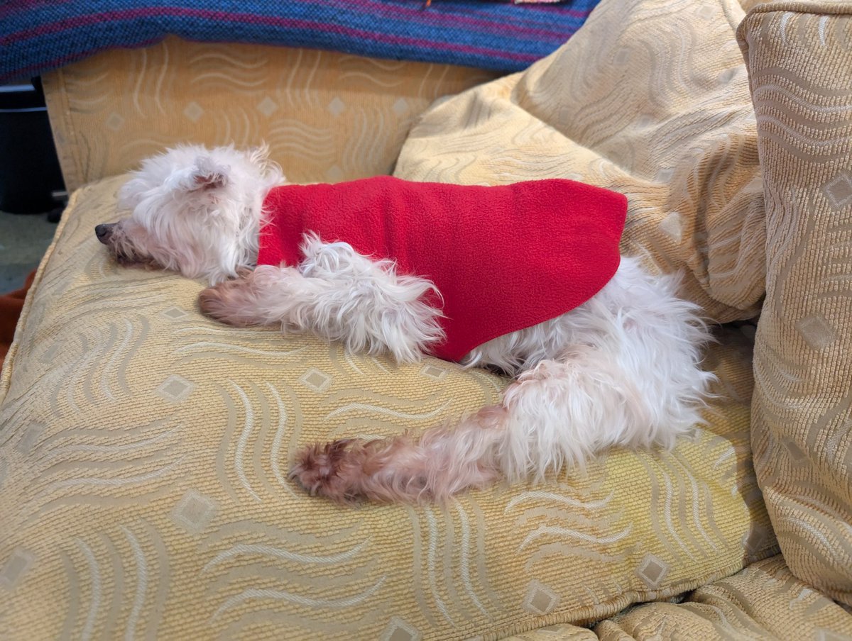 stanly_dog's tweet photo. christ maas is a Humb bug #christm as #hum #bbg https://t.co/5znUSzutuj