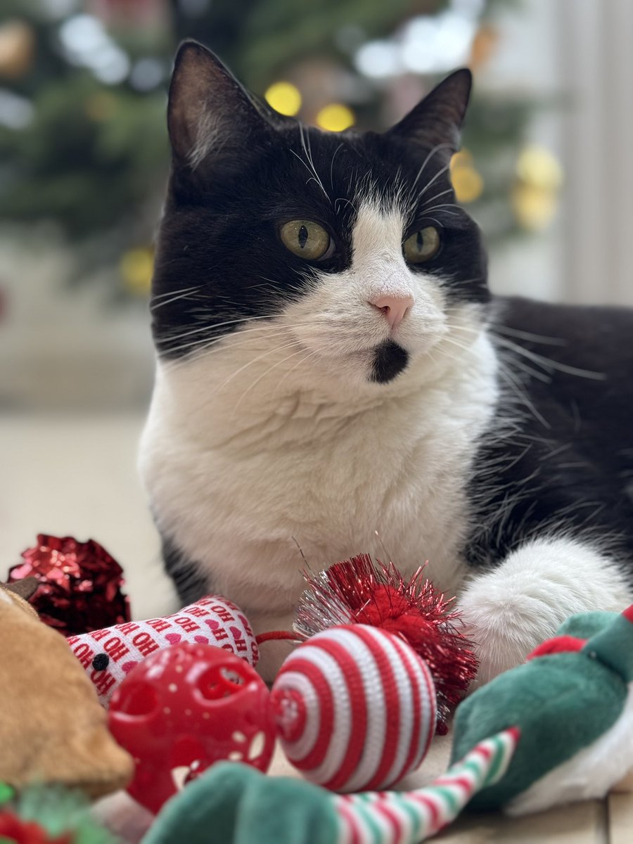 Merry Christmas to you all from my dear Martha! ❤️🌟🎄