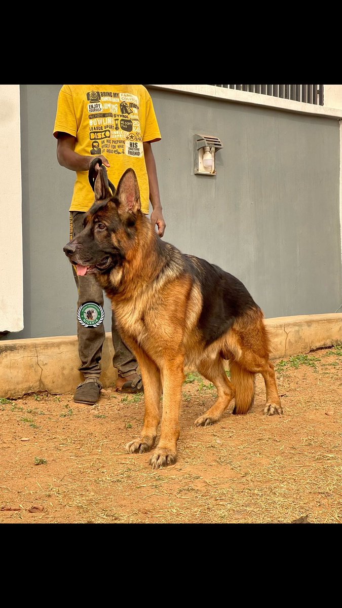 damano1's tweet photo. Behind those watchful eyes lies a heart brimming with devotion, a GSD's love is a constant, unwavering beacon... https://t.co/ju2fQOrV81