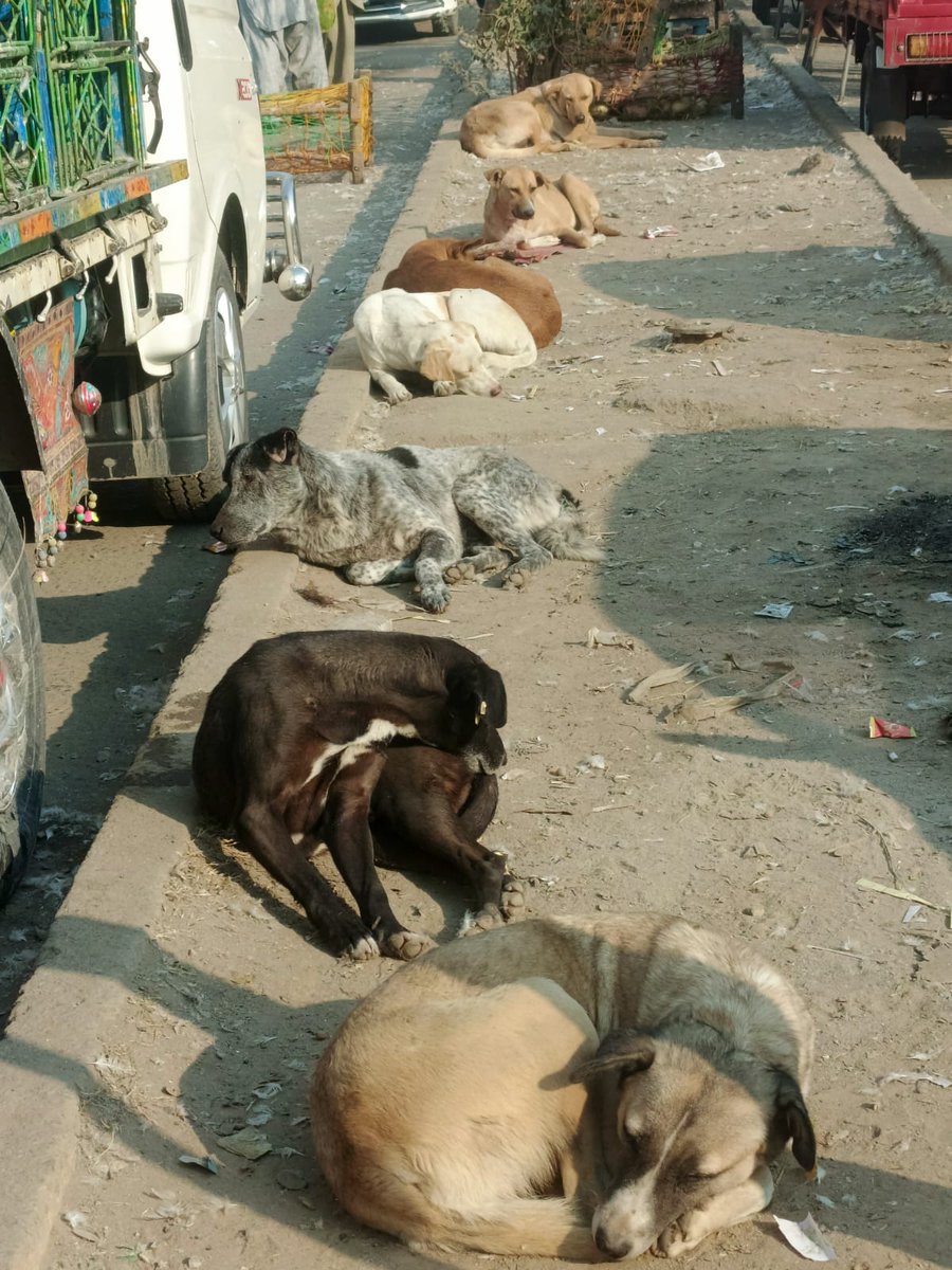 SilentPrayers77's tweet image. Unseen Suffering, Unspoken Stories
Imagine being alone, hungry, homeless, cold, unwanted, and helpless. This is the reality for countless stray animals every day. Look into their eyes—they feel it all. Let's be their voice and bring them love and hope.

#Animalslover #love #share