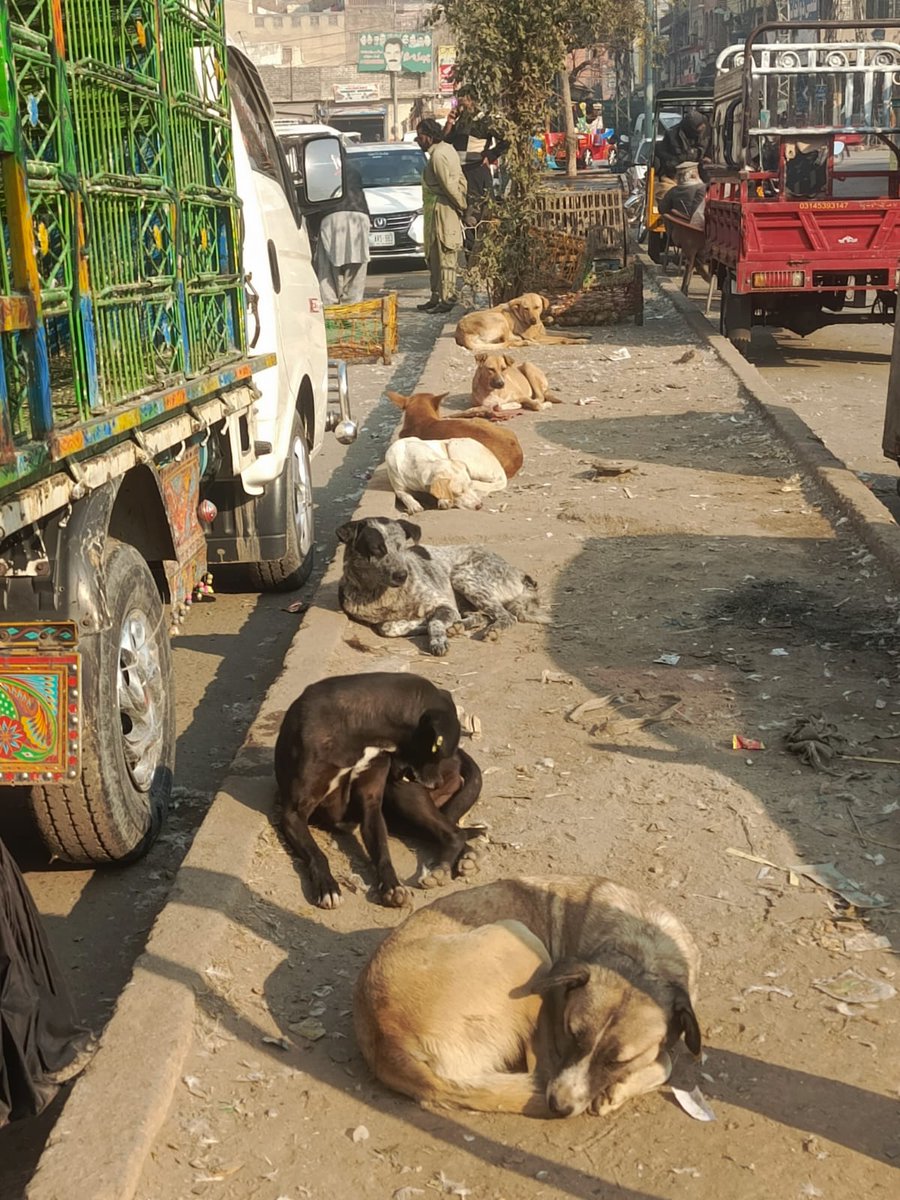 SilentPrayers77's tweet image. Unseen Suffering, Unspoken Stories
Imagine being alone, hungry, homeless, cold, unwanted, and helpless. This is the reality for countless stray animals every day. Look into their eyes—they feel it all. Let's be their voice and bring them love and hope.

#Animalslover #love #share