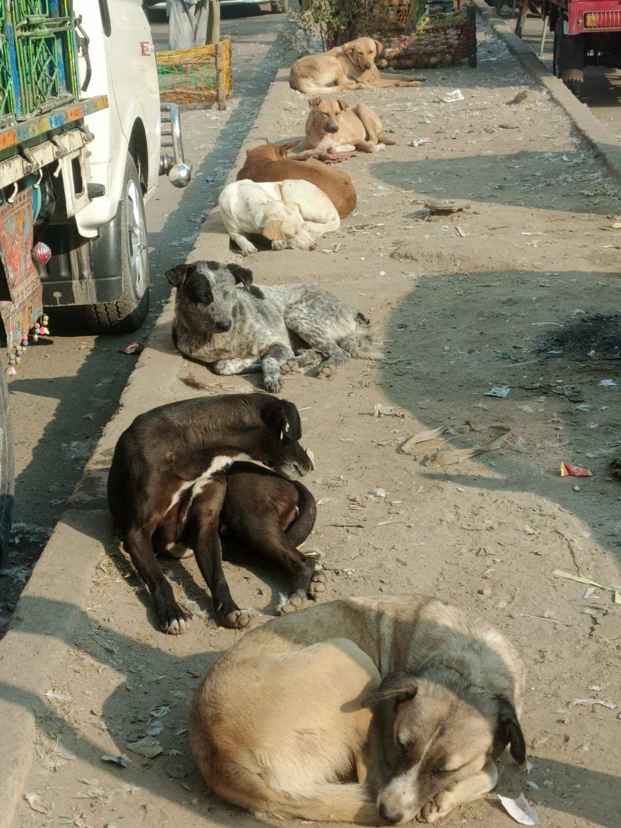 SilentPrayers77's tweet image. Unseen Suffering, Unspoken Stories
Imagine being alone, hungry, homeless, cold, unwanted, and helpless. This is the reality for countless stray animals every day. Look into their eyes—they feel it all. Let's be their voice and bring them love and hope.

#Animalslover #love #share