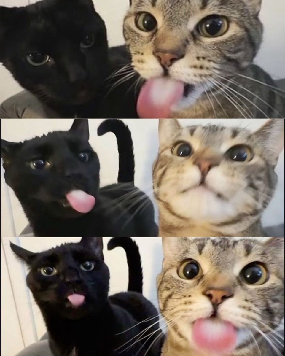 Why you should have a cat (@shouldhavecat) on Twitter photo 