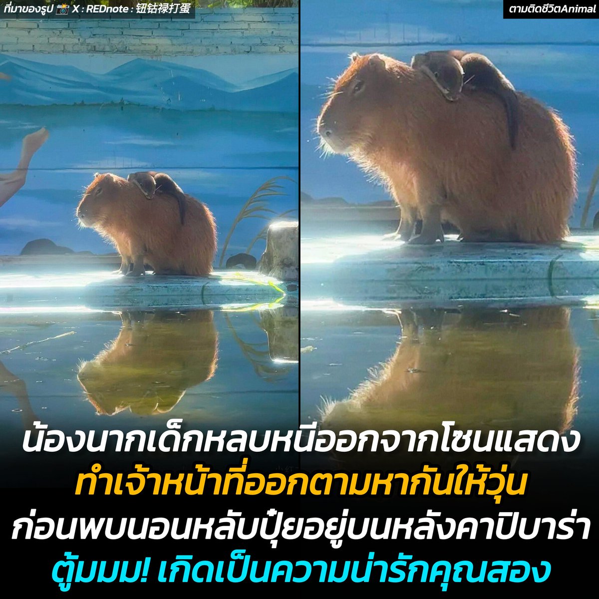 น้องนากเล็บเล็กหลบหนีออกจากที่พักตอนกลางคืน ทำเจ้าหน้าที่ออกตามหาเด็กคนนี้ให้วุ่น ก่อนจะเจอตัวในตอนเช้า พบว่ากำลังนอนหลับอย่างสบายใจเฉิบอยู่บนหลังของน้องคาปิบาร่า กลายเป็นความน่ารักคูณสอง จนชาวเน็ตเรียกร้องให้ลองเลี้ยงด้วยกัน แถมยังถูกแซวว่า "หนีออกมาเพราะคลั่งรักคาปิบาร่า"