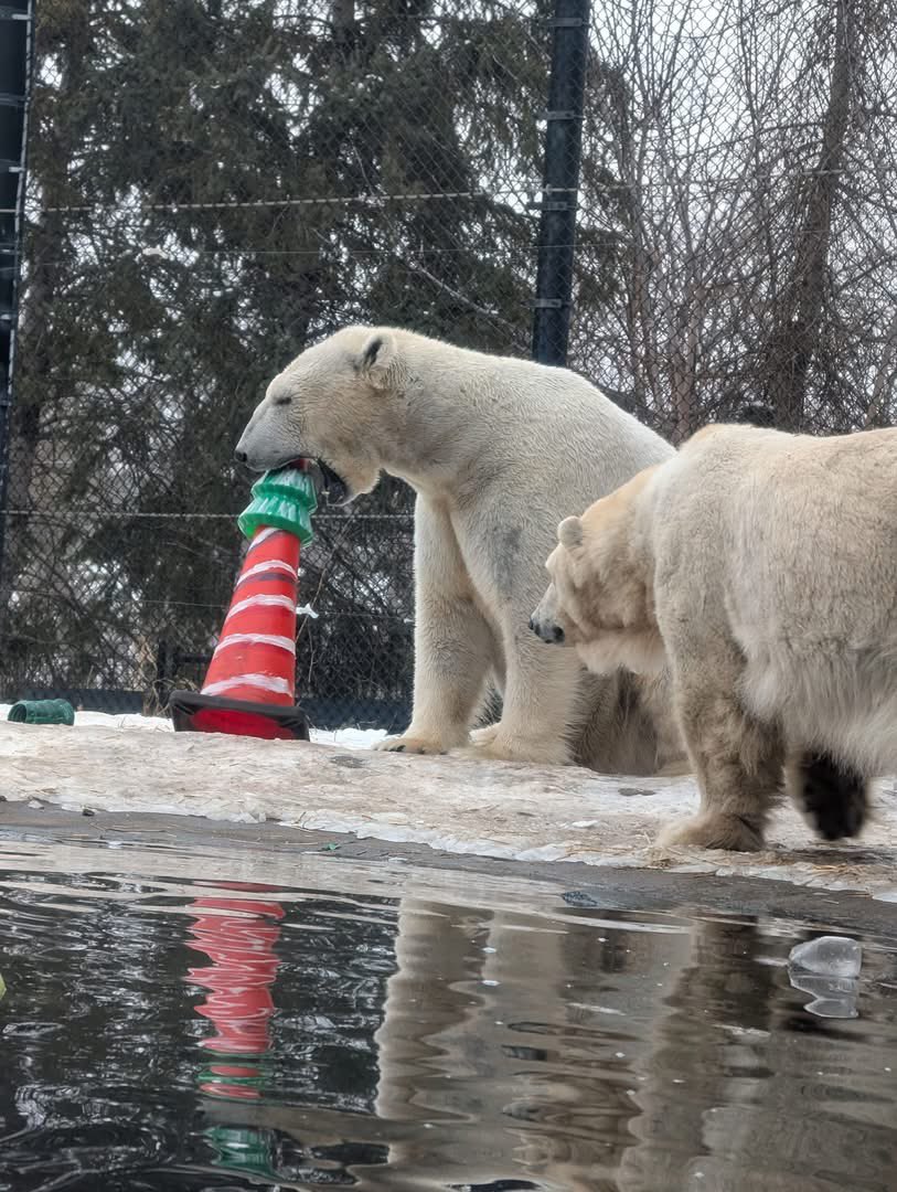 Santa didn’t stand a chance! 🎁 🐻‍❄️ 

📷: Zookeeper Allison
