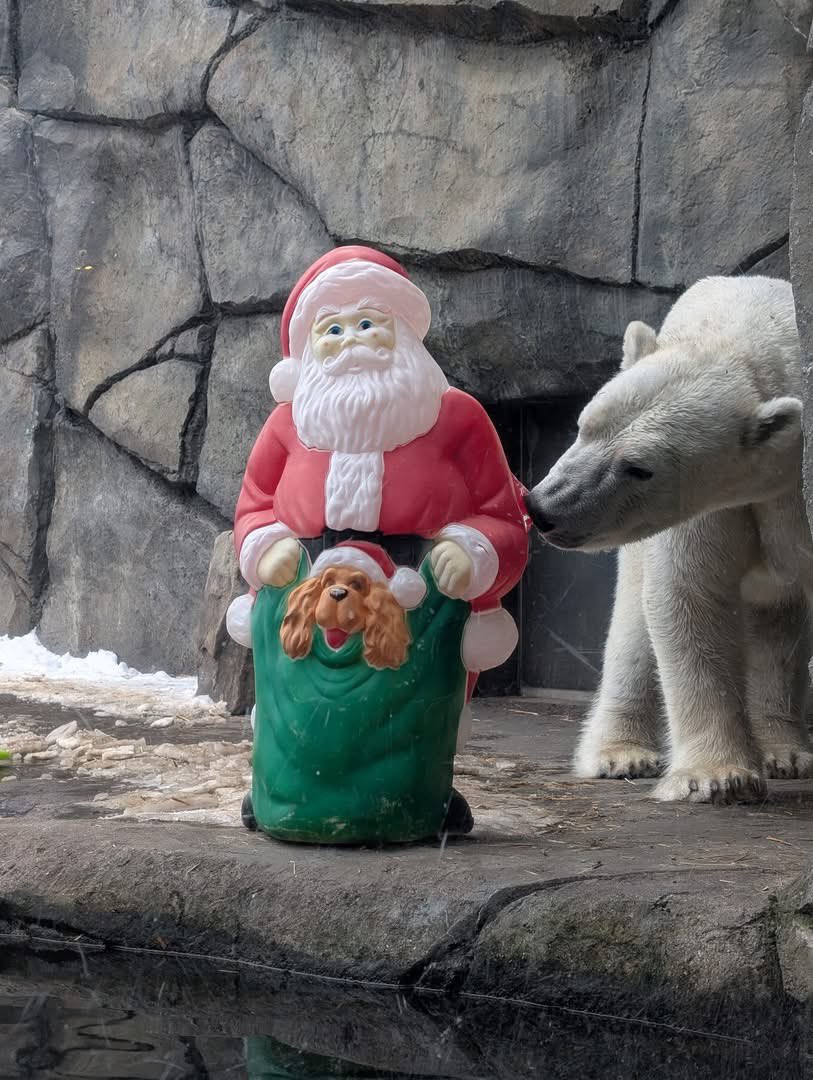 Como Zoo tweet media