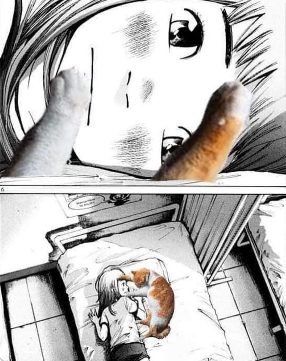 Punch Cat tweet media