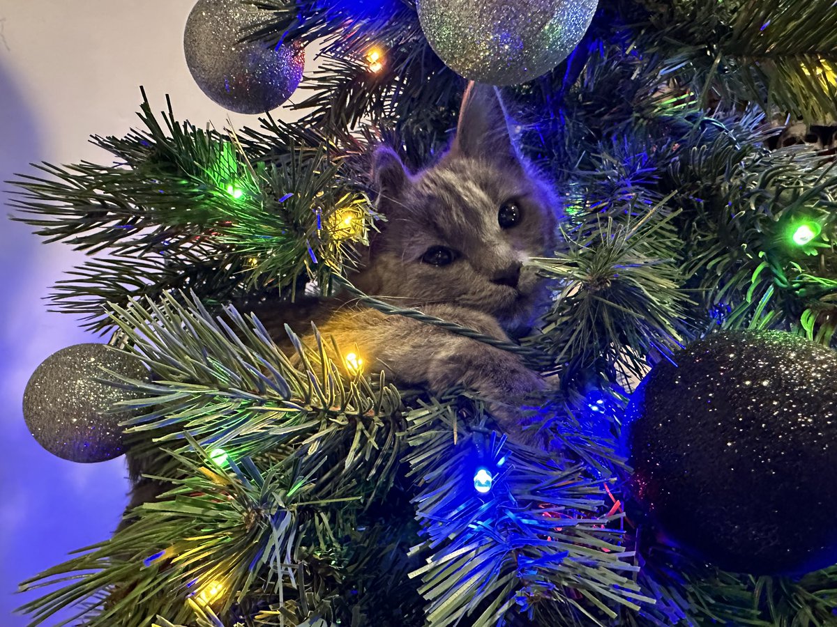 Merry Christmas everyone 🤗