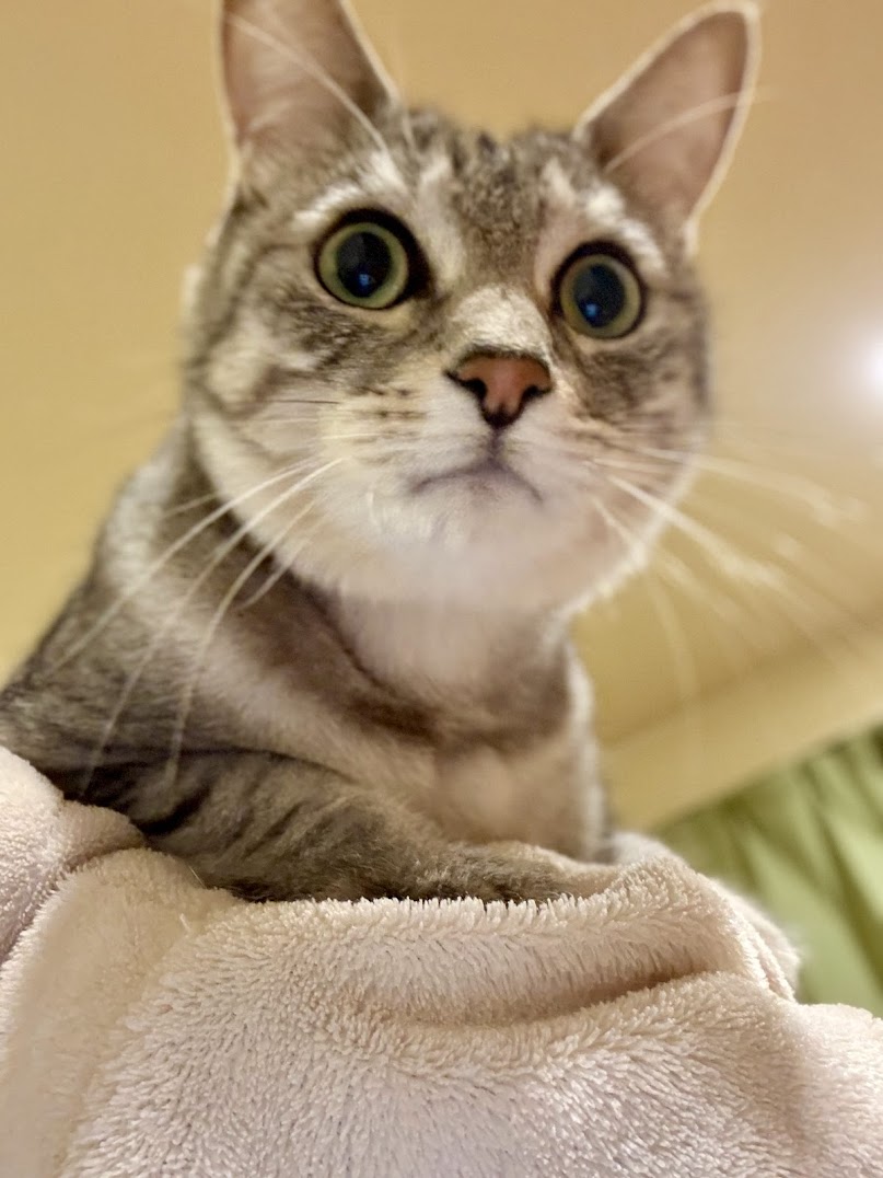 おはようございます～

飼い主の背中でドヤる海きゅん🐈と
飼い主の室内履きでバリバリするねねこちゃん🐈

#今日の山野絵 