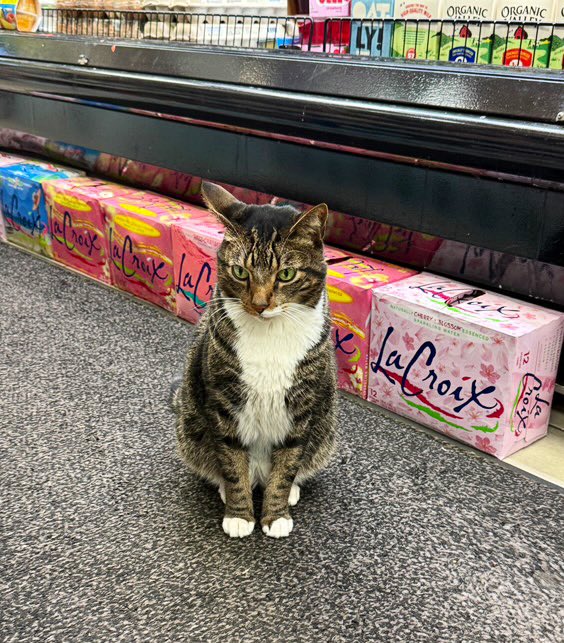 Bodegacats_'s tweet photo. https://t.co/lsXr9azweY