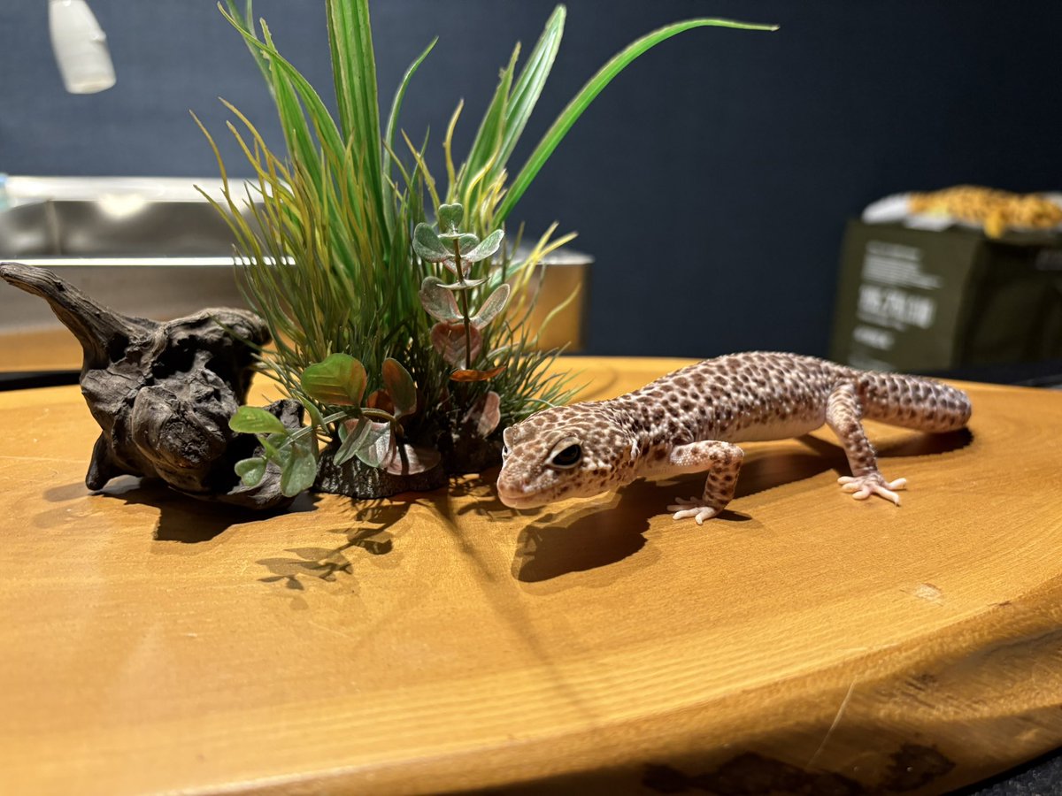 LeopardGecko728's tweet photo. 今日は暖かい☺️
低浮上ですが今年も皆さん後わずか！
また来年もよろしくです🙏大掃除しないと！いま、両生類を飼うのにおすすめのケージ(コスパのよい)を探してます🍀*゜なにかあれば教えて欲しいですね💭この様に飼ってますという写真も送って頂ける優しい方も探してます笑 https://t.co/H3NYbzrjlI