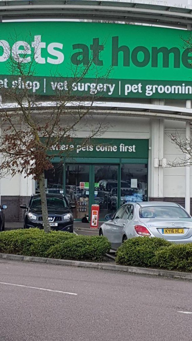 in memory of Stanley the cat tweet media