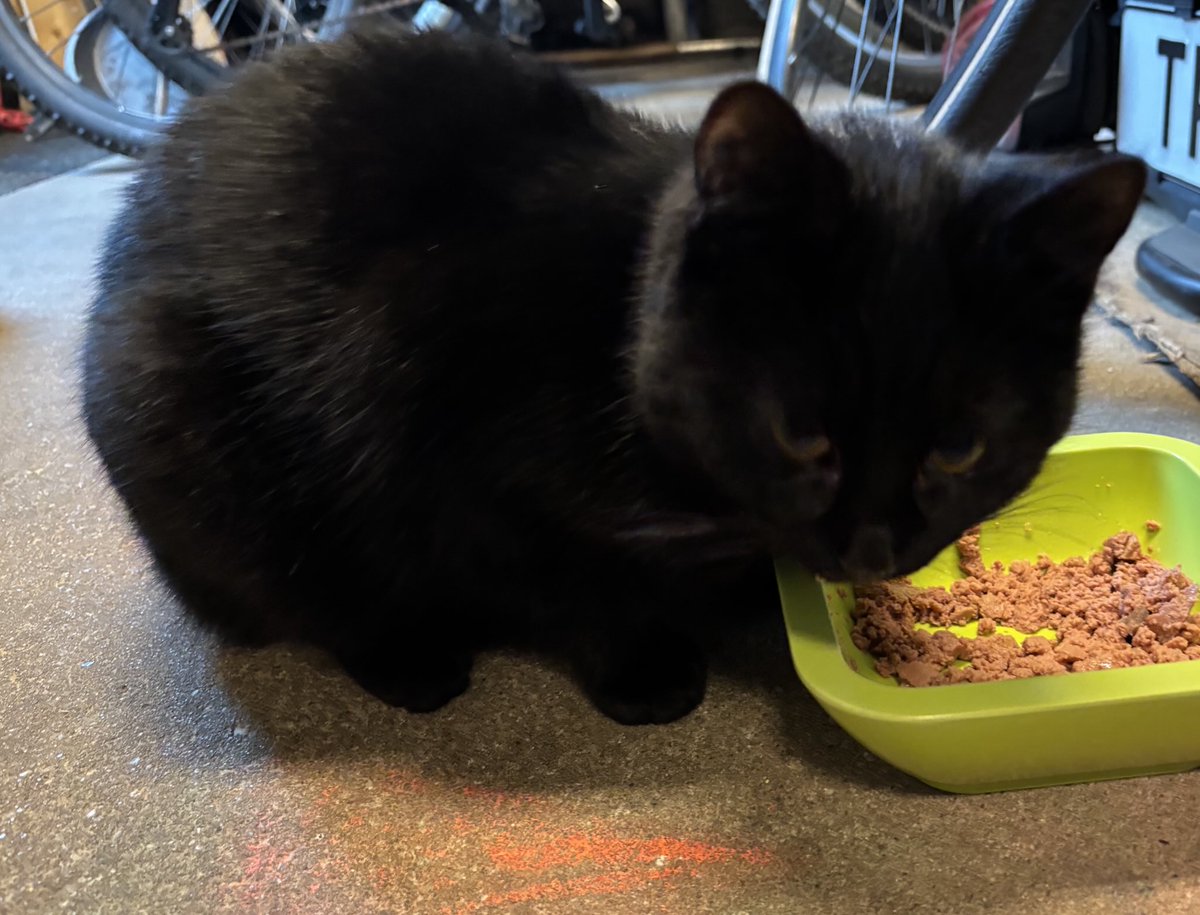 LucieLeest's tweet photo. Dit schatje is maandag gevonden in het buitengebied van #Meterik, Noord-Limburg. Niet gechipt, volgens de dierenarts ongeveer een half jaar oud. Duidelijk gewend aan mensen. Dus de vraag is: waar is het thuis van deze kitten? https://t.co/zotsJb9qQV