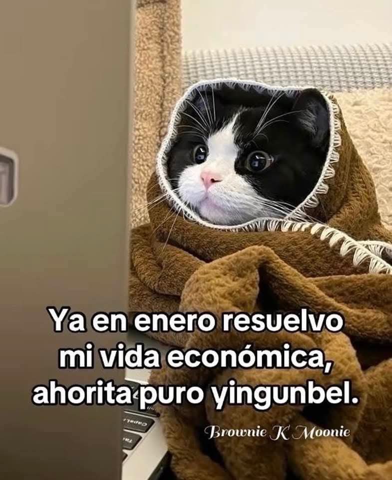 GatoPolux's tweet photo. Yo en este momento. 🐈‍⬛🐈😹🎄🎅🏼🐾🧶
#MerryChristmas #HappyHolidays #Navicat #ChristmasCat 
#CatsOfTwitter #GoldCat #Orange #catsofinstagram #catlover #cats_of_world #cats_of_instagram #catslover #catsfollowers #MexiCat #SiameseCat #BlackCat #Portrait #Tiltshift #catsofinstagram https://t.co/yRtIuViTlK