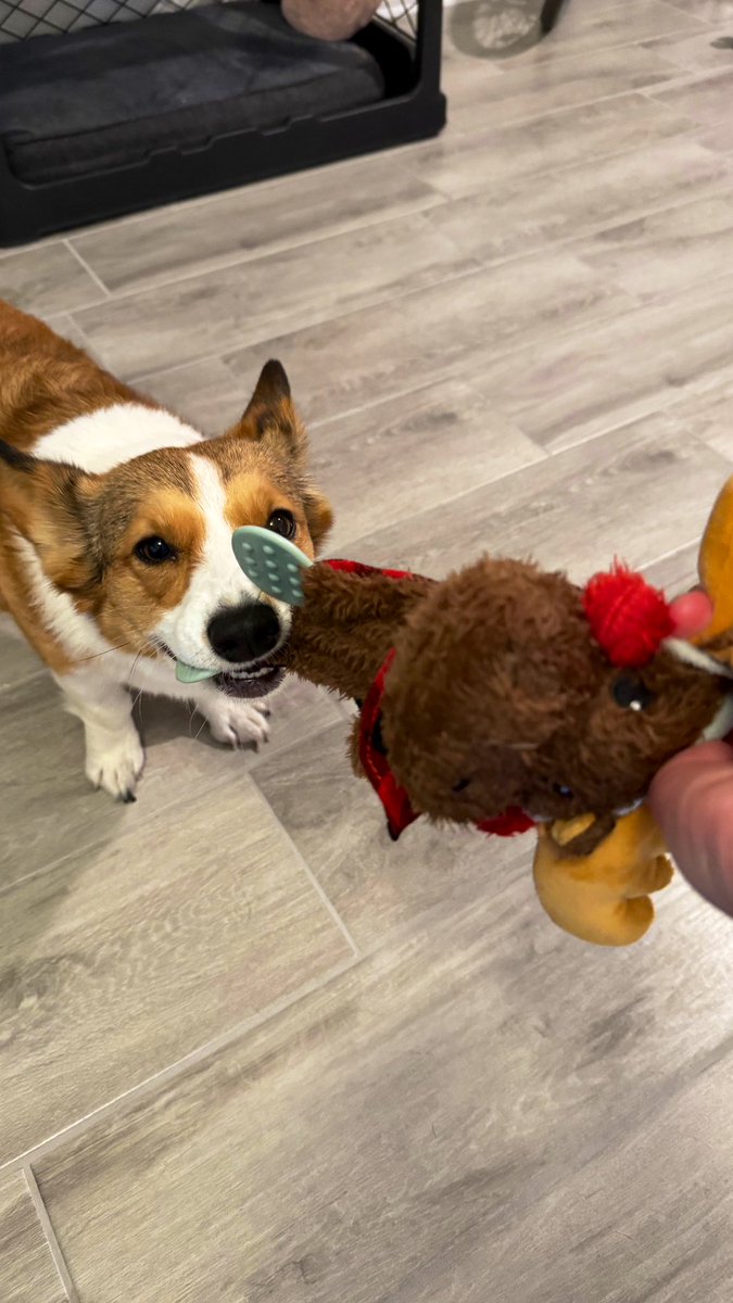 It’s a Corgi Christmas! 😂