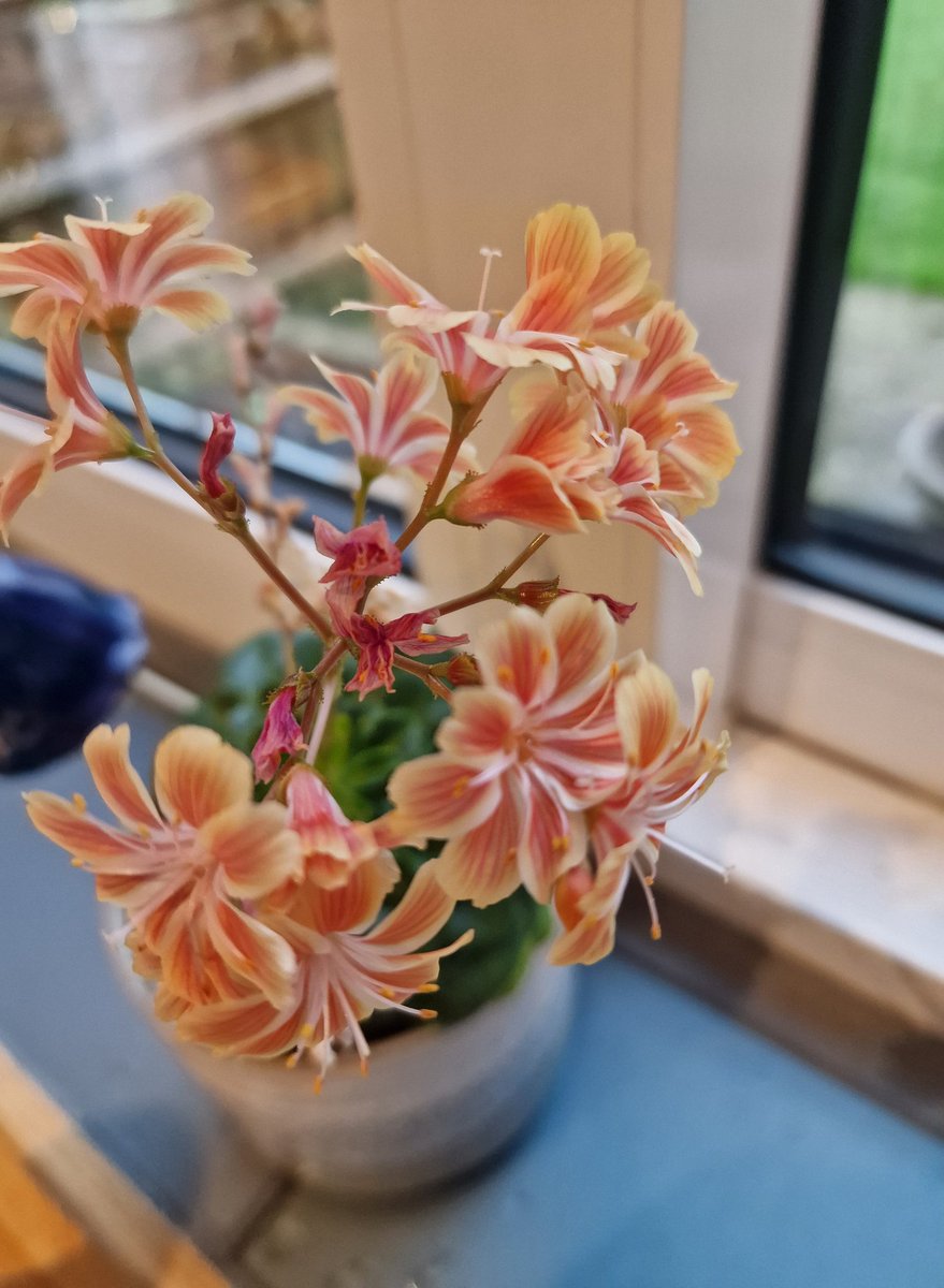 Finally rescued this RHS Plant- Siskiyou lewisia, love the colour against the green leaves.