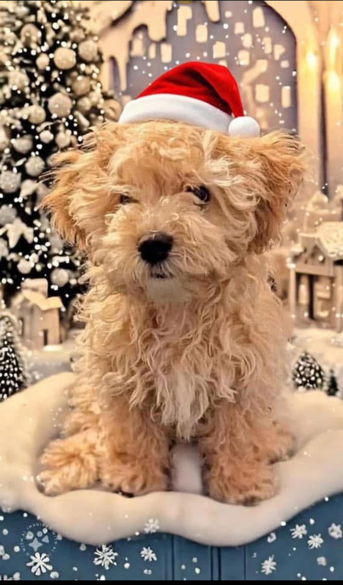 sharvey99's tweet photo. @linseyjw Merry Christmas 🎅🏼 https://t.co/Zv1Bu5hgl7