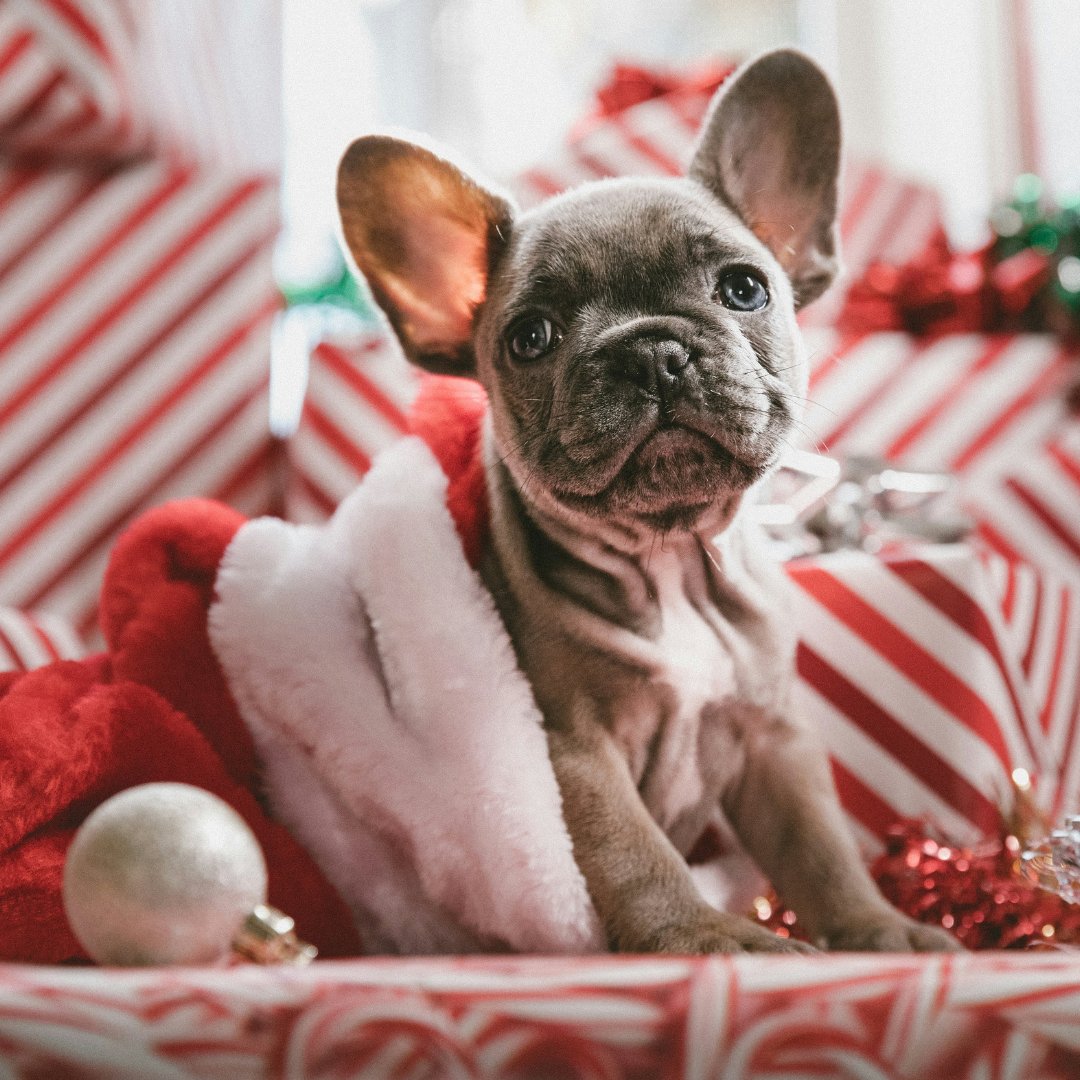 Happy Holidays from Canine Country Club &amp; Feline Inn! 🎄🐾 Wishing you and your pets a paw-some holiday season filled with love and tail wags! 🐶❤️

caninecountryclubaz.com