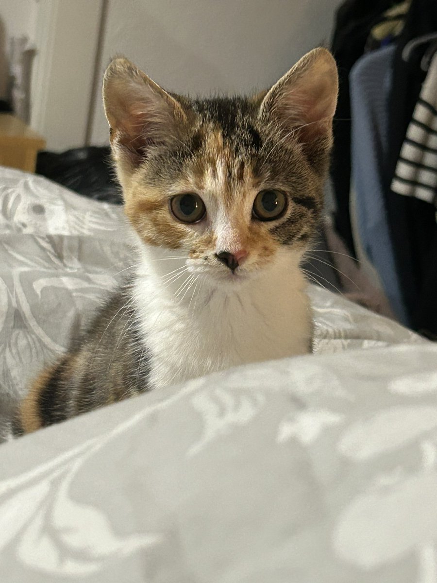 Andrea Webber tweet media