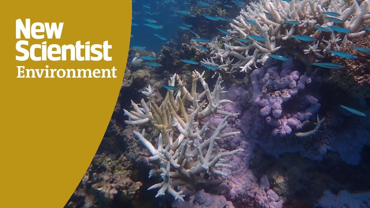 Diving the Great Barrier Reef reveals shocking extent of the latest mass bleaching event: buff.ly/3U2sCuG