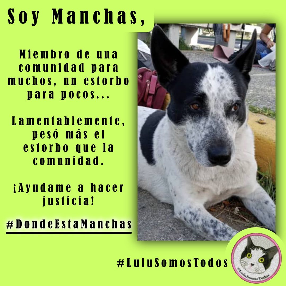 NuriTrejo's tweet photo. #25Dic #DondeEstaManchas nos refleja como sociedad. Que algunos sintamos #Amor por cuidarlos y protegerlos, no hace la diferencia. Cuando seamos todos, haremos la diferencia porque seremos mejores. #LuluSomosTodos https://t.co/FbT6ZTrCmj