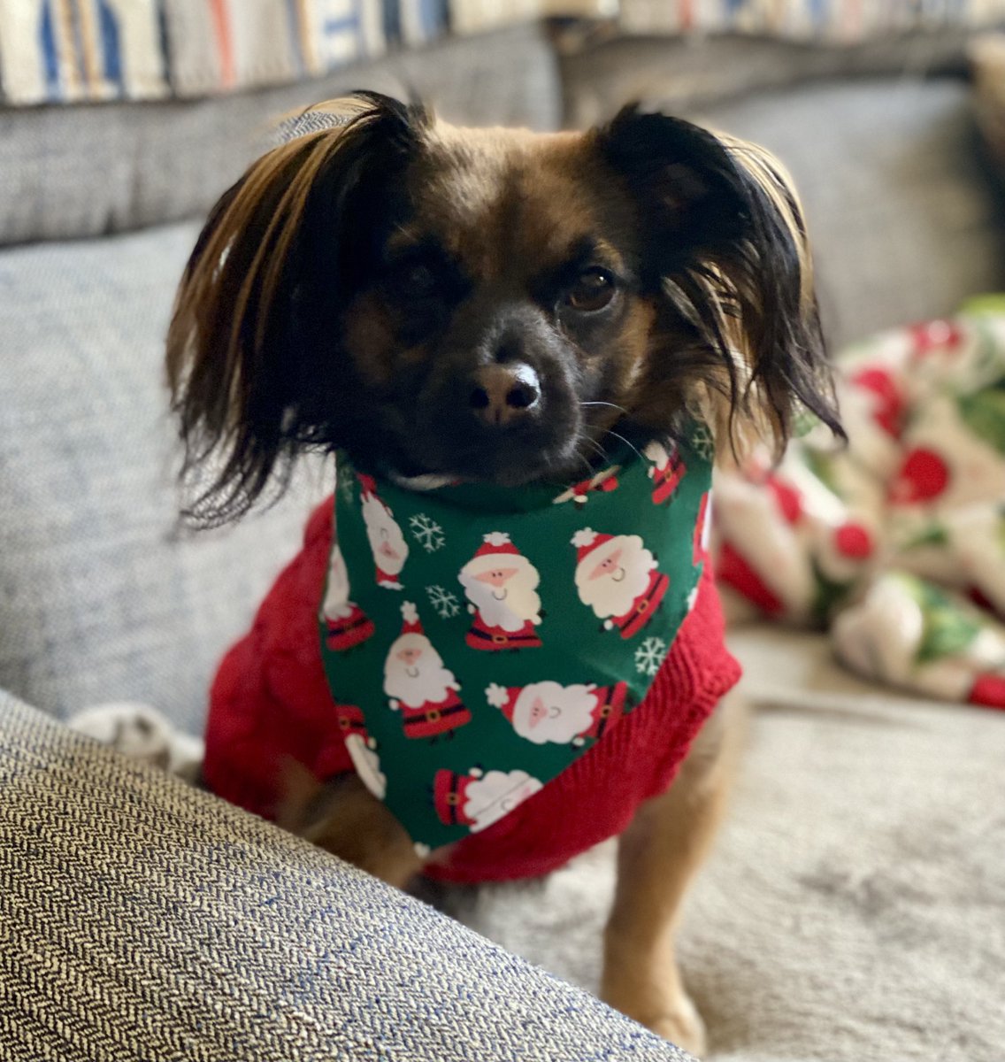 Snickers wishes everyone a Merry Christmas! 🎄❤️