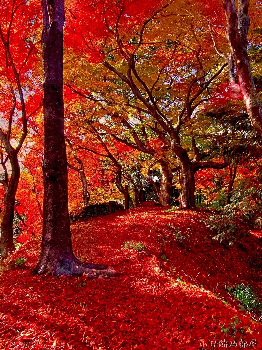 おはᰍᩚ

ぬくもりの小径🍁*:･ﾟ