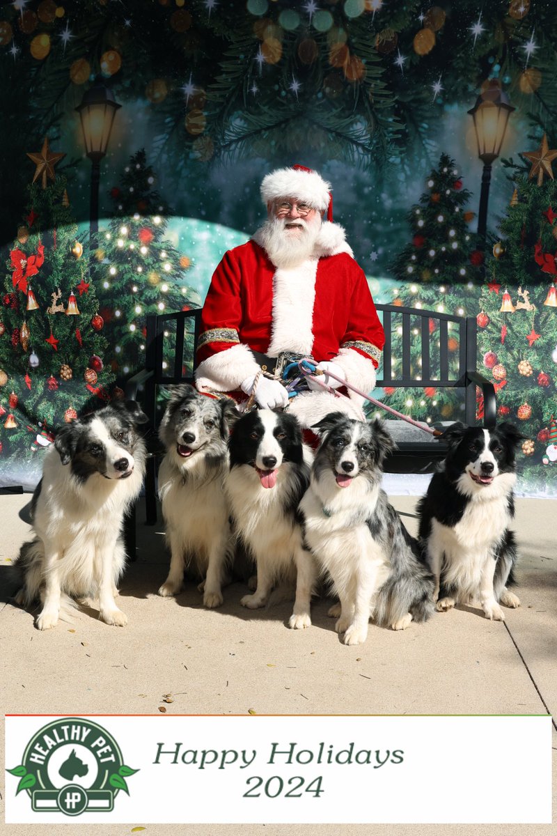 HarhouraBC's tweet photo. 🎄🎁 
#MerryChristmas #HarhouraBorderCollies https://t.co/Yx33xqPZd0