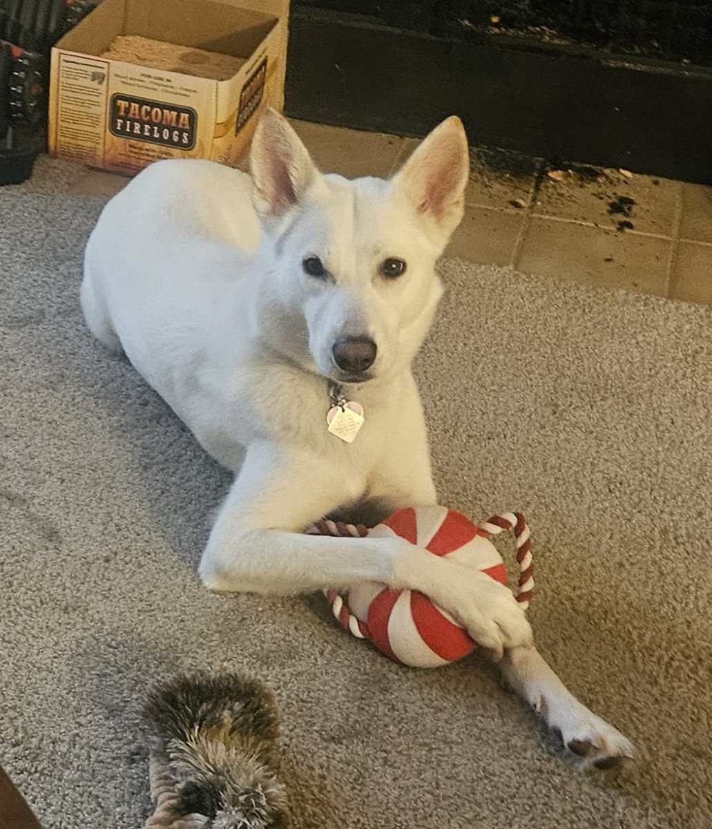 thatsillywolf88's tweet photo. Merry Christmas everyone 🎄🎅🎁 https://t.co/L25z3NxKHm