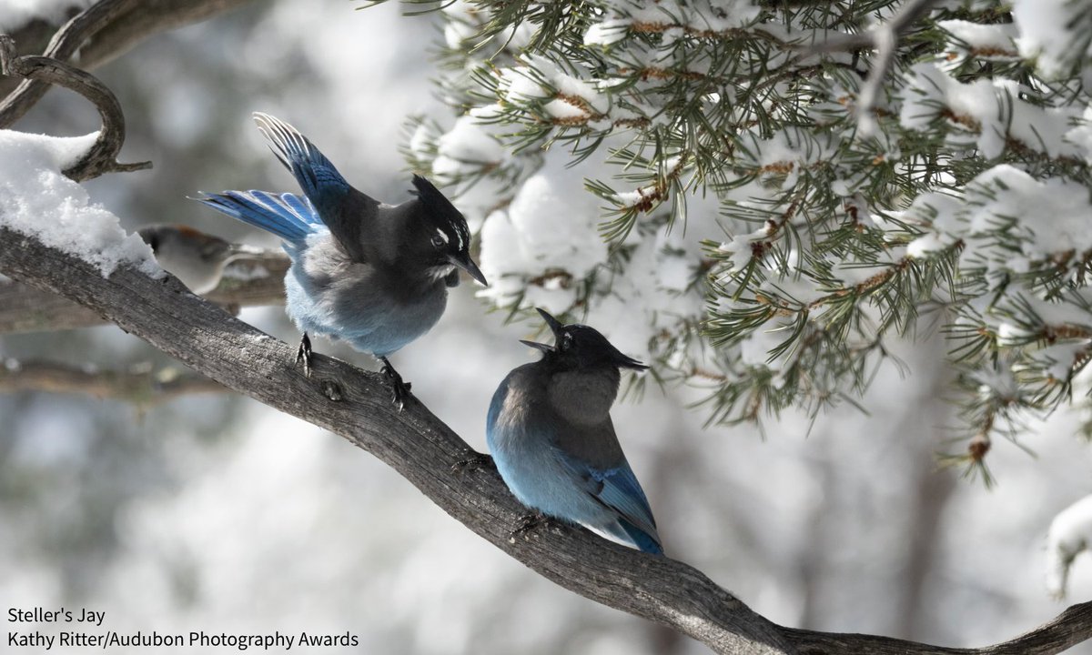 The Christmas Bird Count is currently in its 125th year. Throughout that time, international counts have given us a detailed look at bird life and how it has changed over a century. In Utah, the CBC is more than just community science—it’s tradition. bit.ly/40388VD <a href="/KUER/">KUER 90.1</a>