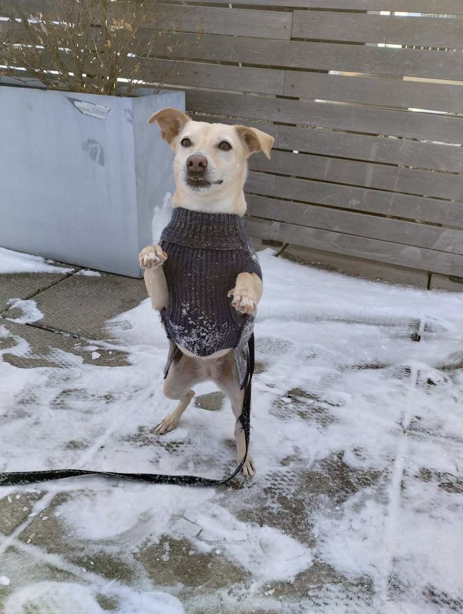 Happy Pawlidays, 🐾 pals! 🤗❤️  I got presents 🎁 today- lots of treats! 🦴 😋 Santa 🤶 even wrote me a special note saying that I'm his favorite 😍 doggy 🐕!! ✍️ 📜We've had a lot of snow ❄️ 🌨️ in da big apple - here are some pics! 📸🎥#Christmas #HAPPYHOLIDAYS #dogsoftwitter