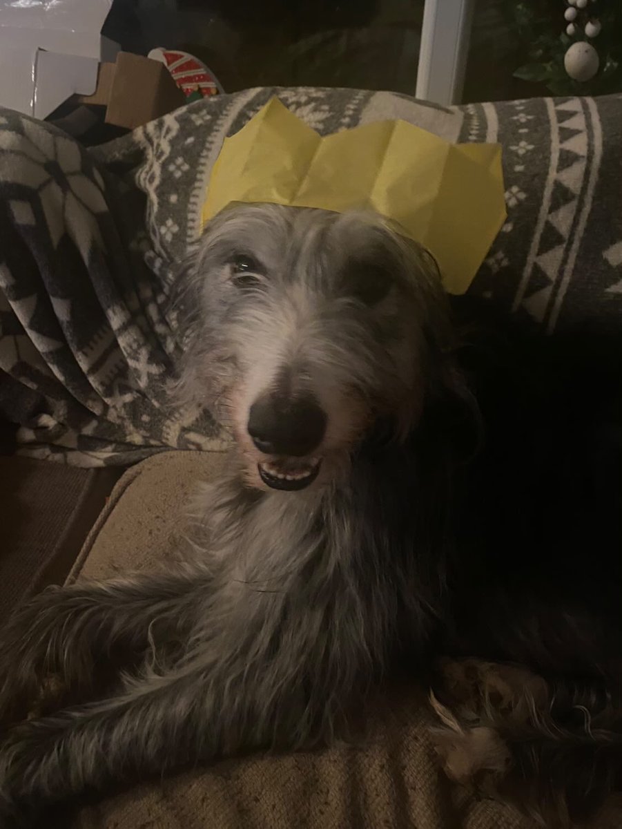 jackkwadey's tweet photo. My dumbass dog wearing a dumbass Christmas hat https://t.co/0zs3ibu45c