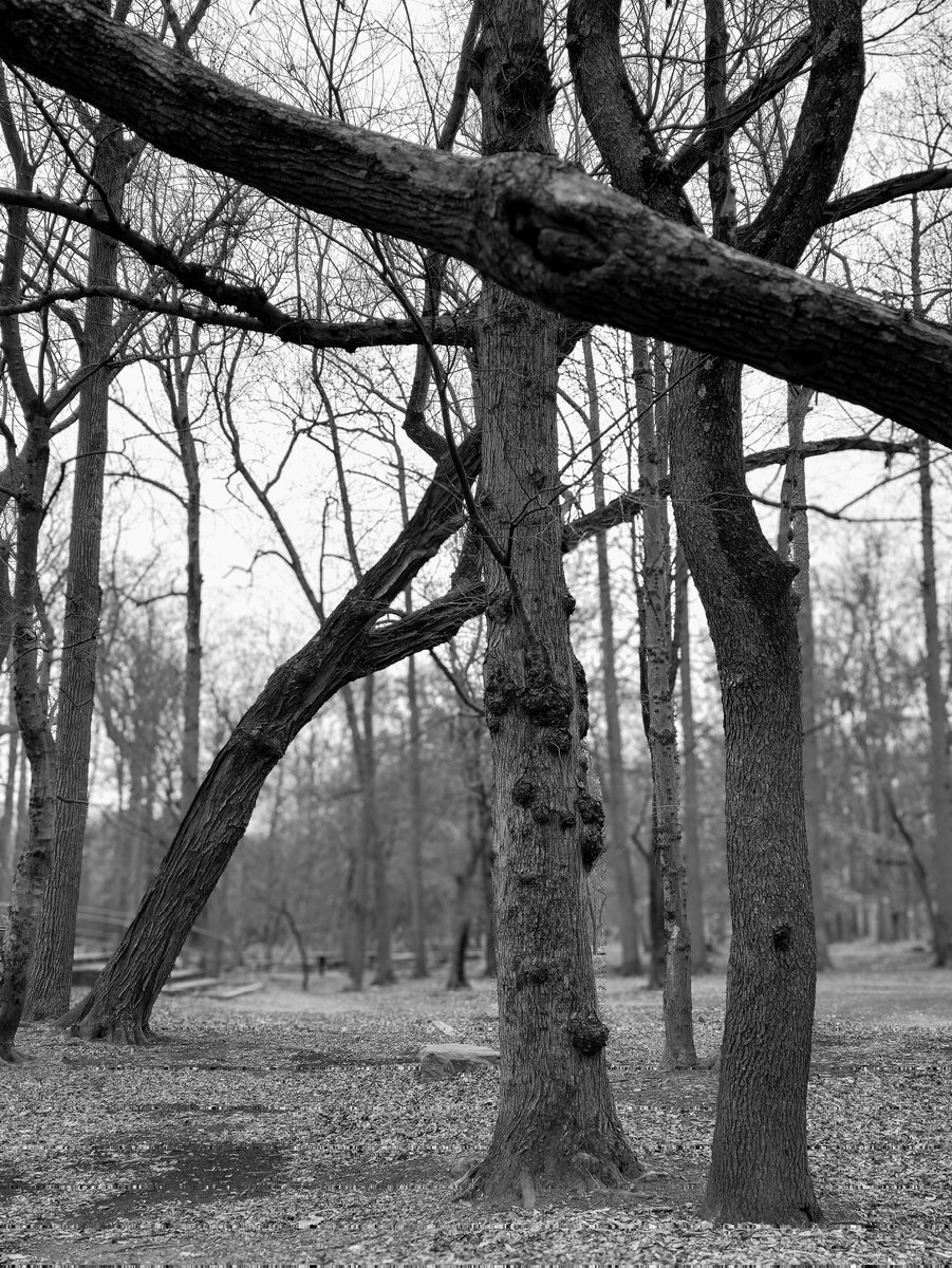 Frozen in time! 🖤

📍 Arlington, VA

#Monochrome #photography #blackandwhiteforest #art