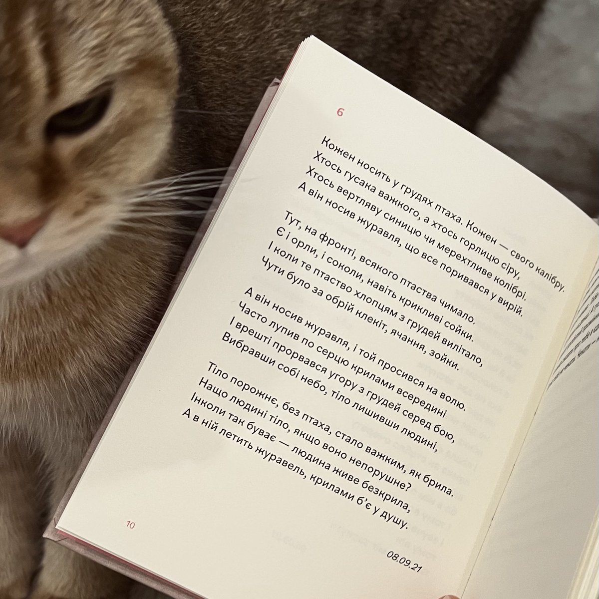 Daria Lisich tweet media