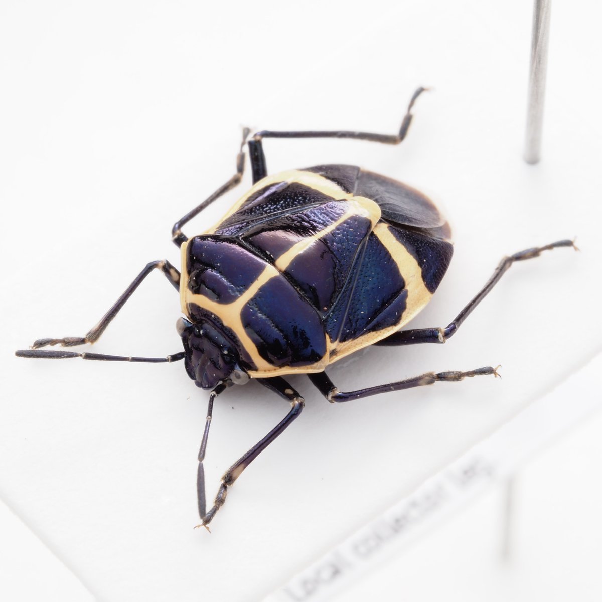 わらび餅 tweet media