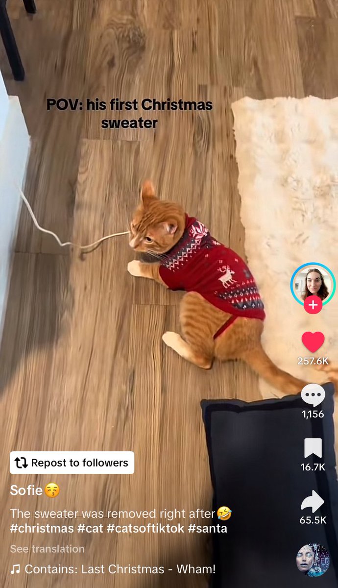 lilaorions's tweet photo. DON’T TALK TO ME THAT’S LITERALLY NICK AS A CAT. https://t.co/uOyTUcOTsp