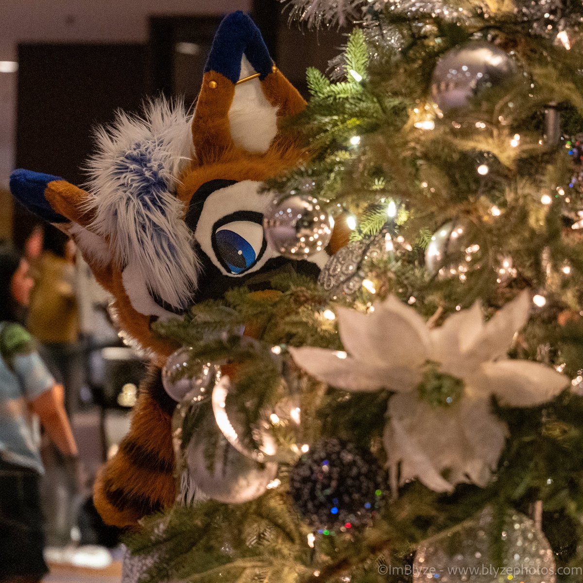 Yeen is shy since it’s his first Christmas. 

<a href="/ThatsFurredUp/">That's Furred Up!</a> 
Photo @AscariFennec