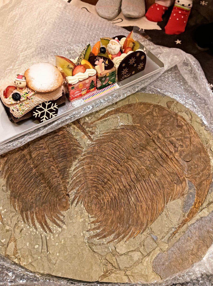 トリロビアンの窓口 tweet media
