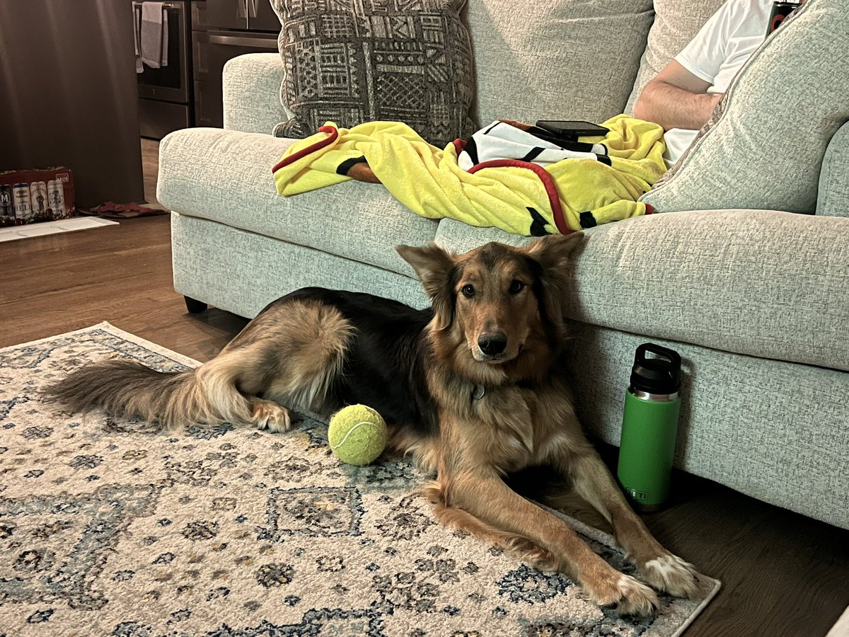 d_nelson07's tweet image. #BestAtHomeContest #WestminsterDogShow #AKC @WKCDOGS Meet Kolbe!