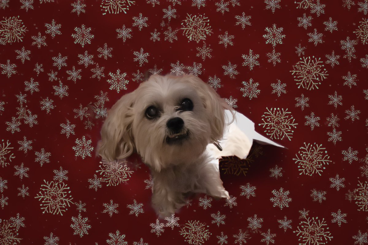 Ang_XoXo17's tweet image. Merry Christmas from my family to all ❤️💫